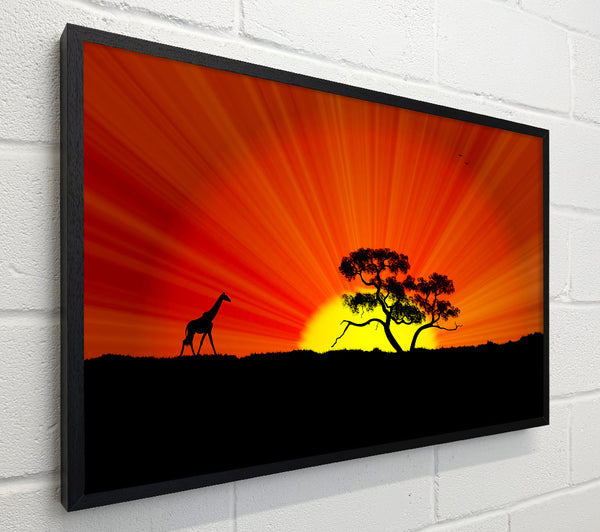 African Sunblaze
