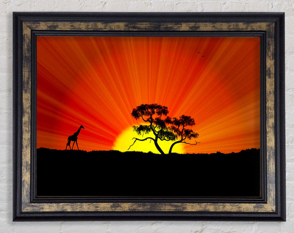 African Sunblaze Framed Print