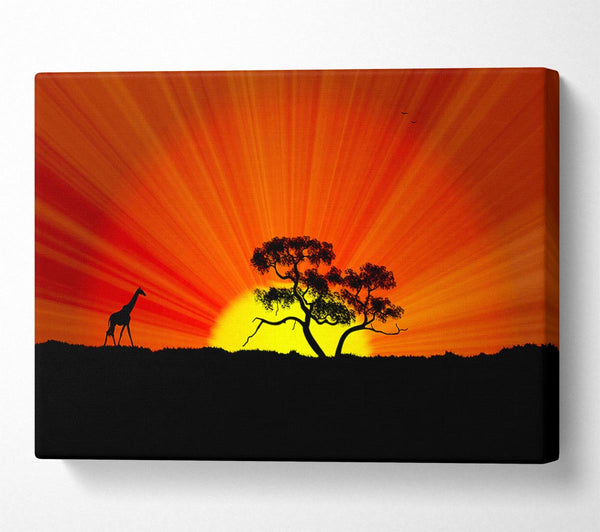  A Canvas Print of African Sunblaze Canvas Art