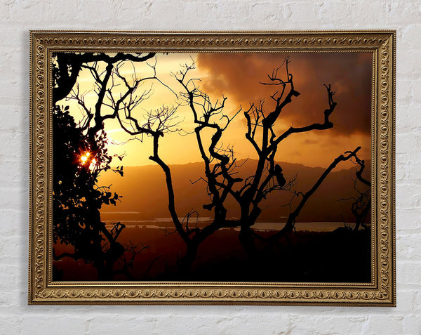 Caramel Tree Morning Framed Print
