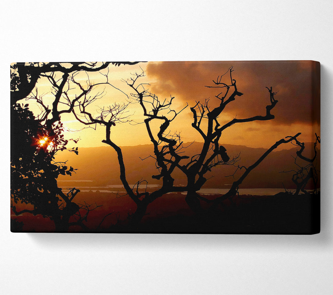  A Canvas Print of Caramel Tree Morning Canvas Print