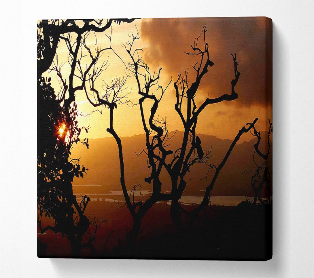  A Canvas Print of Caramel Tree Morning Canvas Print