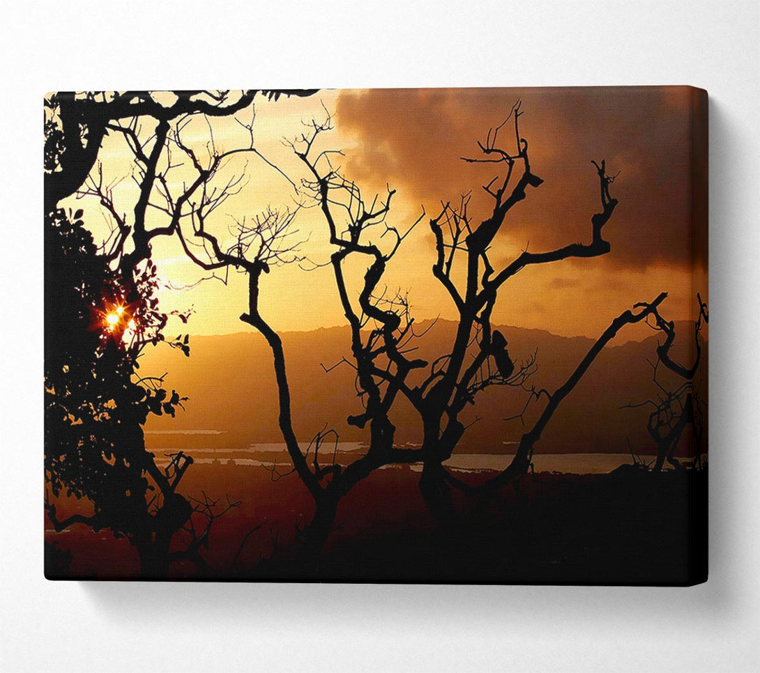  A Canvas Print of Caramel Tree Morning Canvas Print