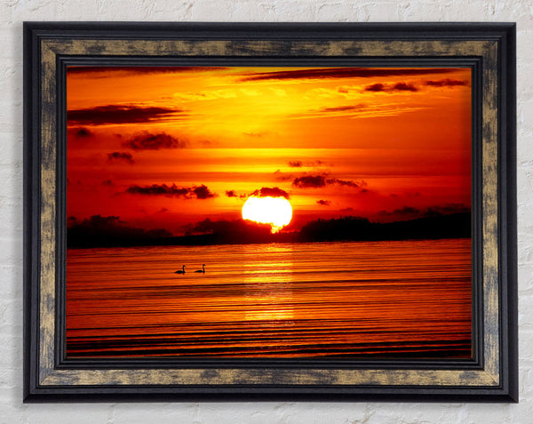 Swans On The Orange Ocean Reflection Framed Print