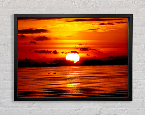 Swans On The Orange Ocean Reflection Framed Print