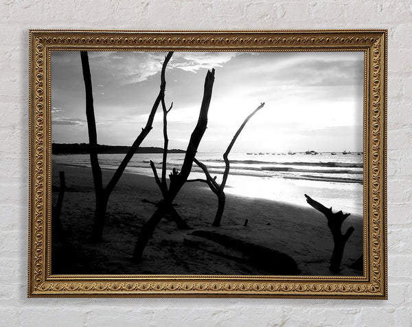 Driftwood Beach B n W Framed Print