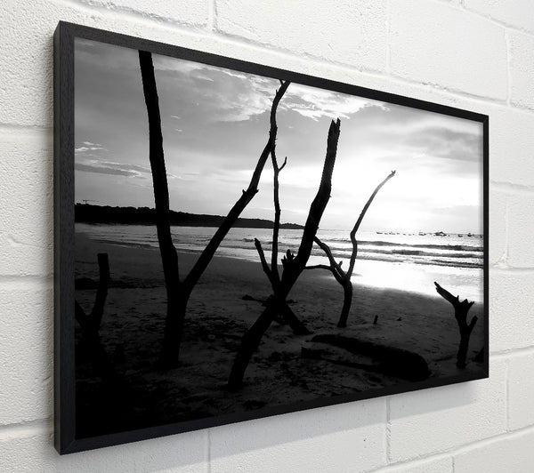 Driftwood Beach B n W