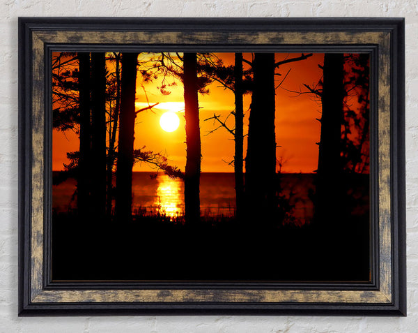 Orange Sunset Through The Trees Framed Print
