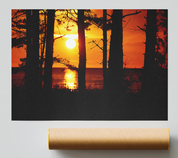 Orange Sunset Through The Trees Poster