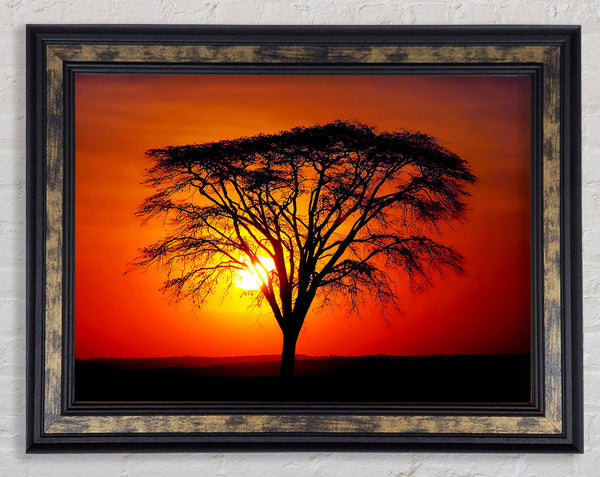 Sunset Through The Trees Framed Print