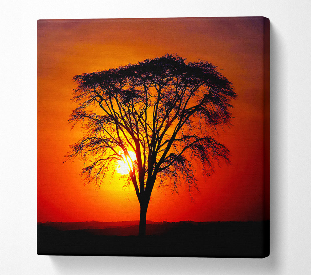 A Canvas Print of Sunset Through The Trees Canvas Wall Art