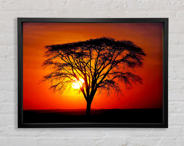 Sunset Through The Trees Framed Print