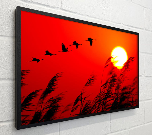 Geese In Flight Under The Red Sun