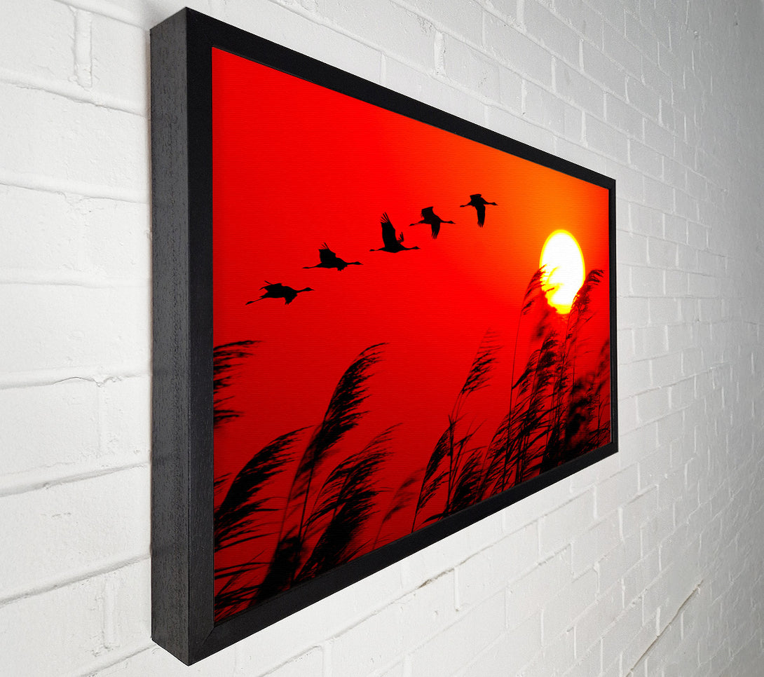  A Canvas Print of Geese In Flight Under The Red Sun Canvas Print