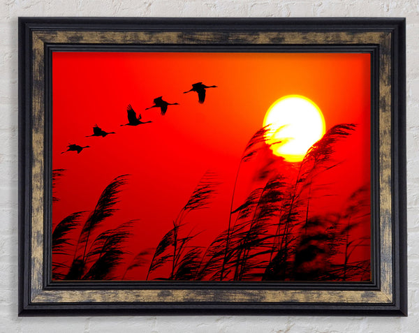 Geese In Flight Under The Red Sun Framed Print