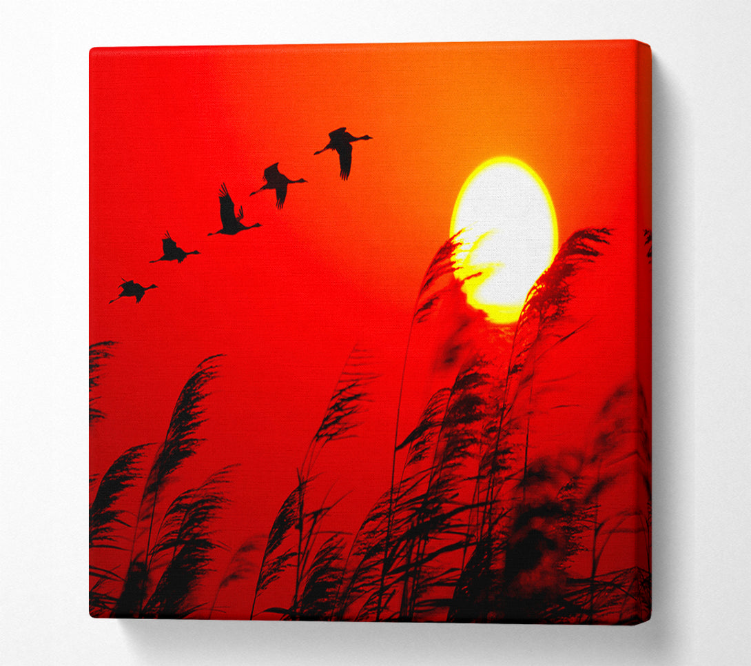  A Canvas Print of Geese In Flight Under The Red Sun Canvas Print