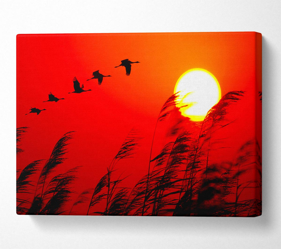  A Canvas Print of Geese In Flight Under The Red Sun Canvas Print