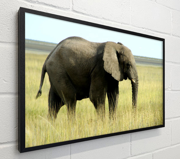 African Elephant Namibia