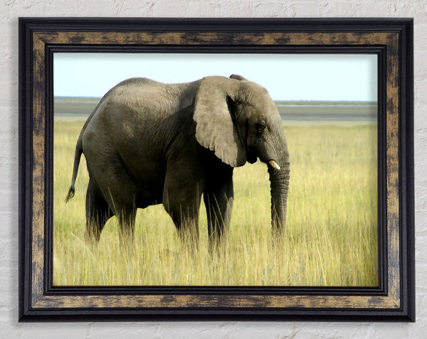 African Elephant Namibia Framed Print