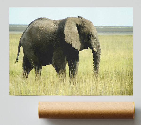 African Elephant Namibia Poster