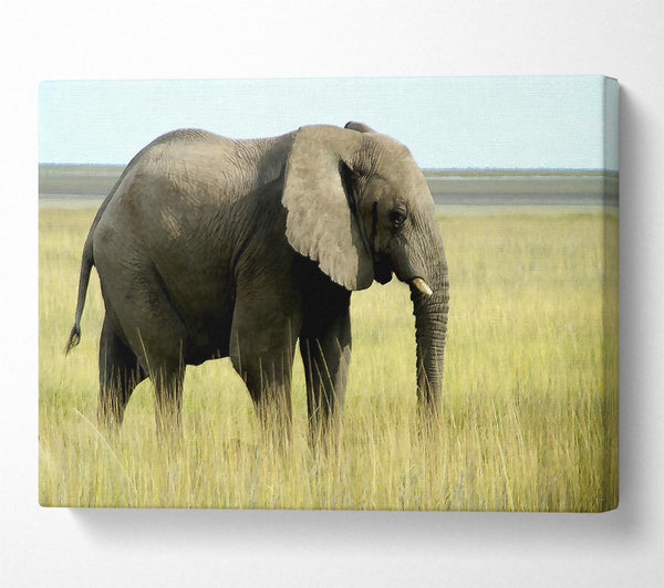  A Canvas Print of African Elephant Namibia Canvas Print