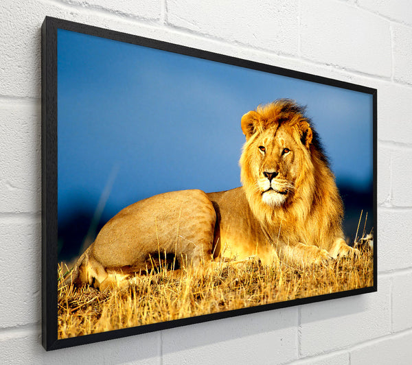 African Lion King