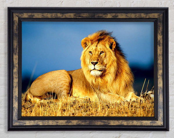 African Lion King Framed Print