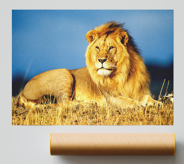 African Lion King Poster
