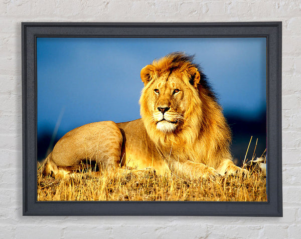 African Lion King Framed Print
