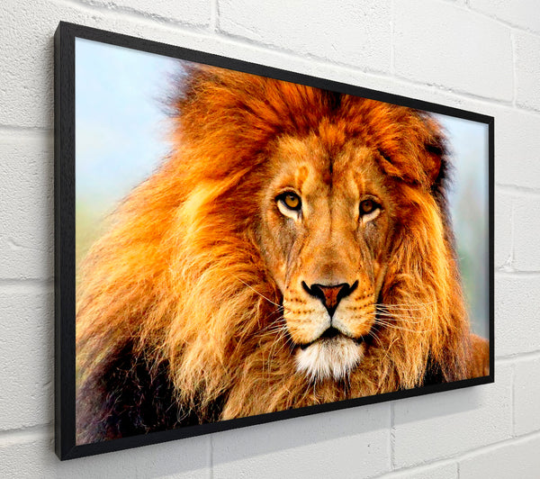 African Lion