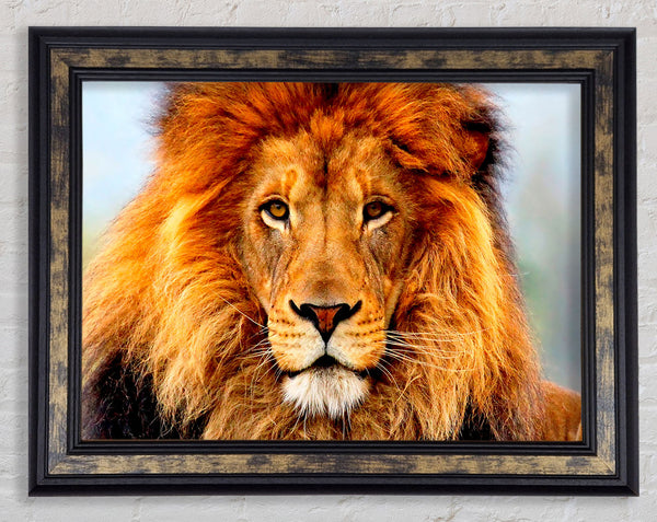 African Lion Framed Print