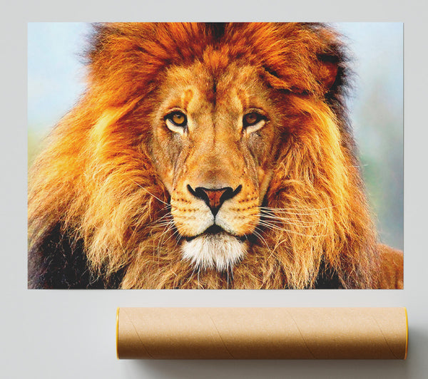 African Lion Poster