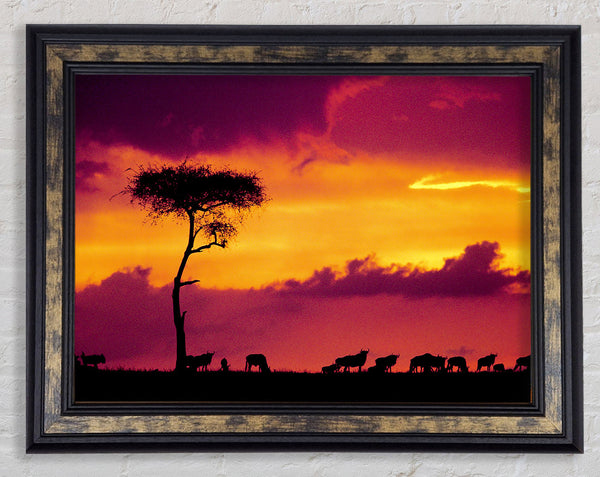 African Safari Sunset Framed Print