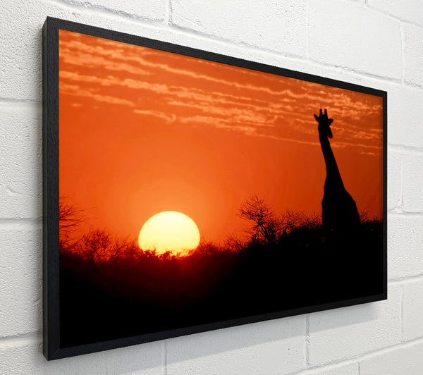 African Sunset Giraffe