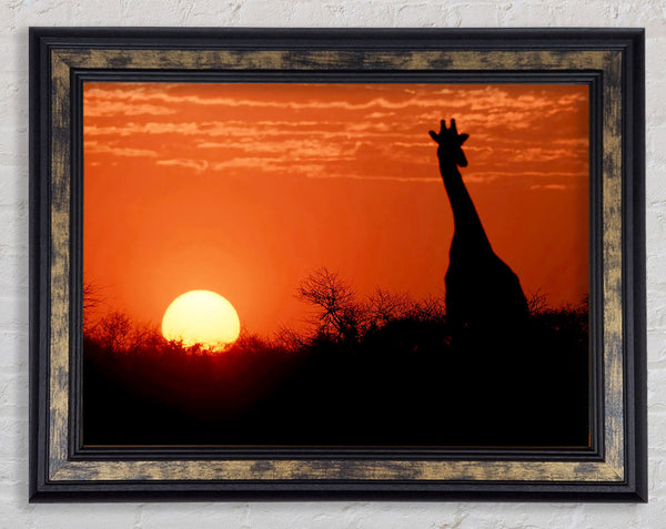 African Sunset Giraffe Framed Print