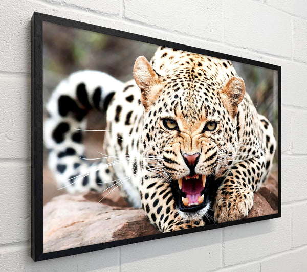 Amazing Cheetah