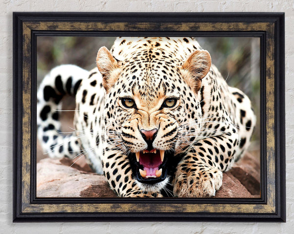 Amazing Cheetah Framed Print