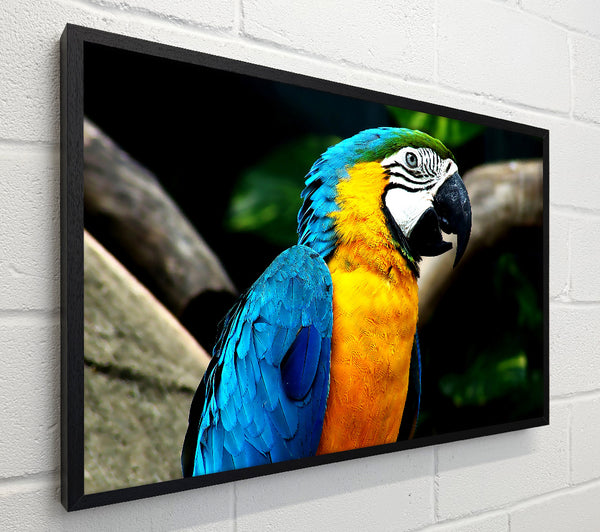 Amazing Parrot