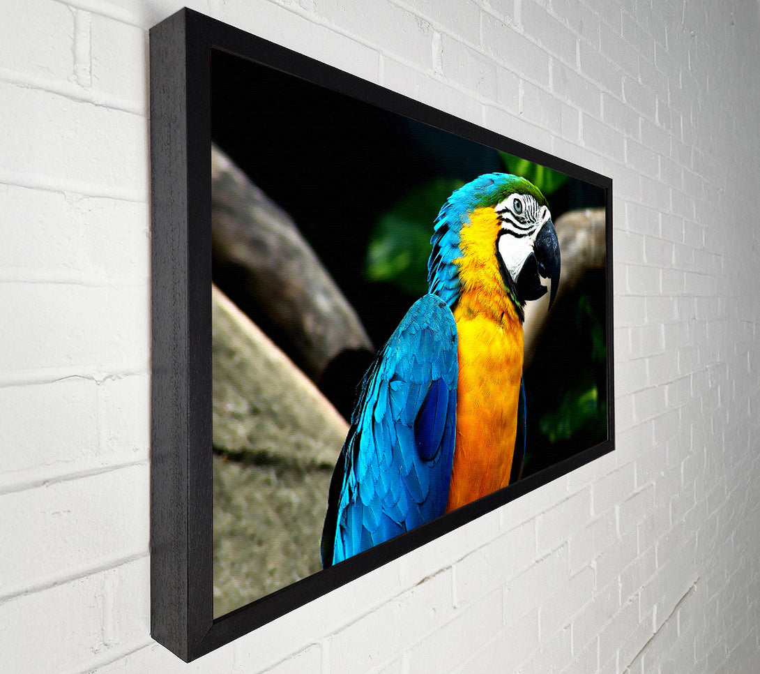  A Canvas Print of Amazing Parrot Canvas Art