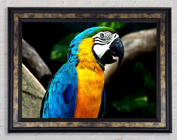 Amazing Parrot Framed Print