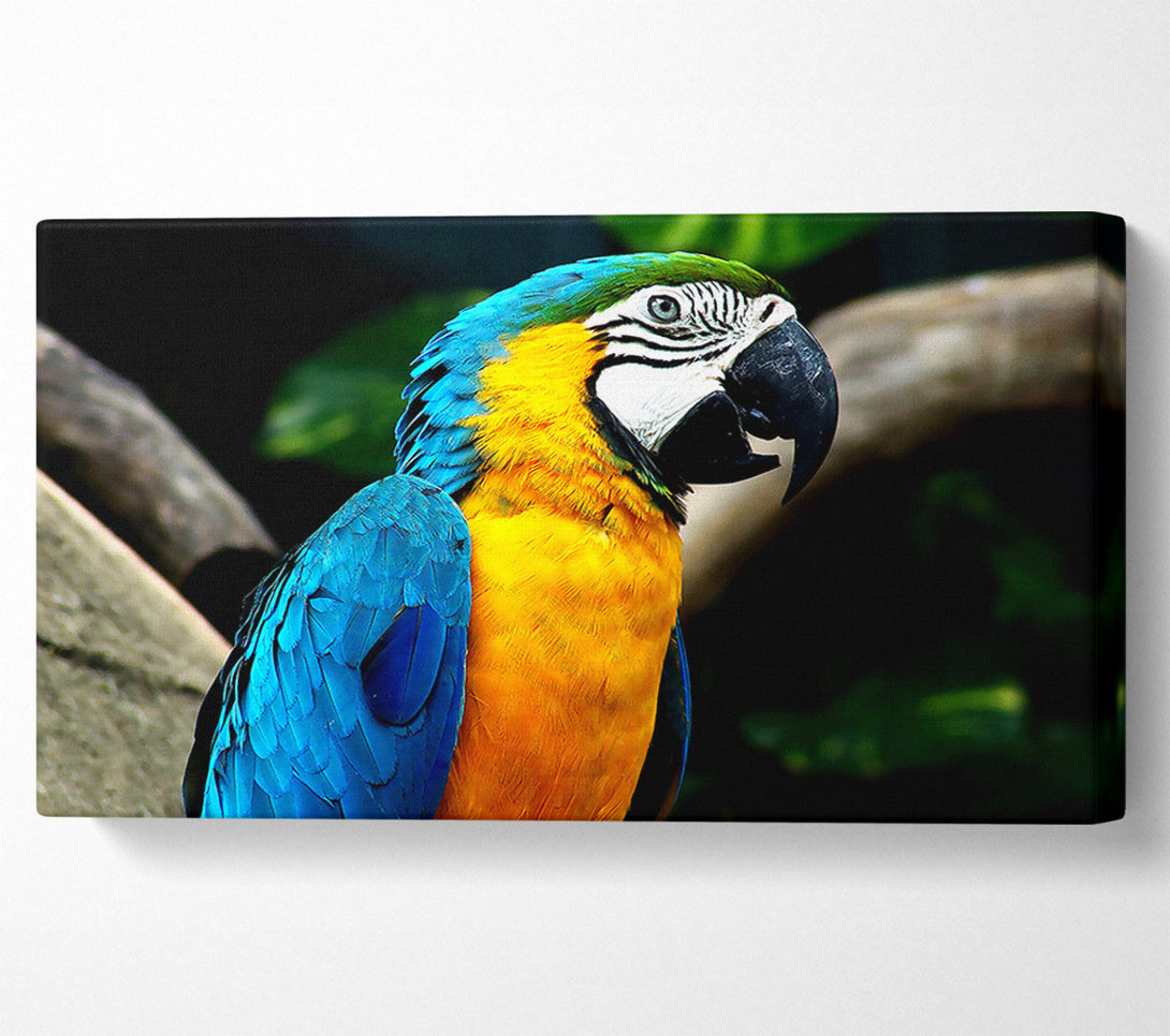  A Canvas Print of Amazing Parrot Canvas Art
