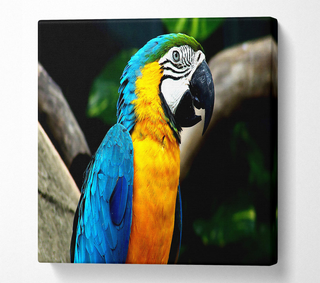  A Canvas Print of Amazing Parrot Canvas Art