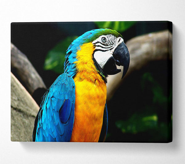  A Canvas Print of Amazing Parrot Canvas Art