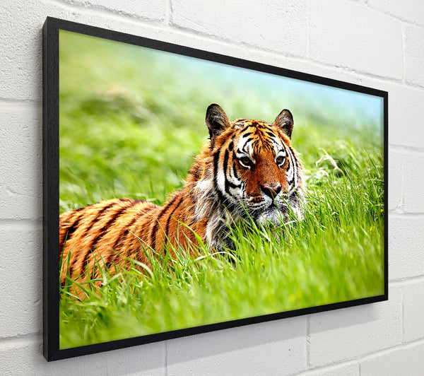 Amazing Siberian Tiger
