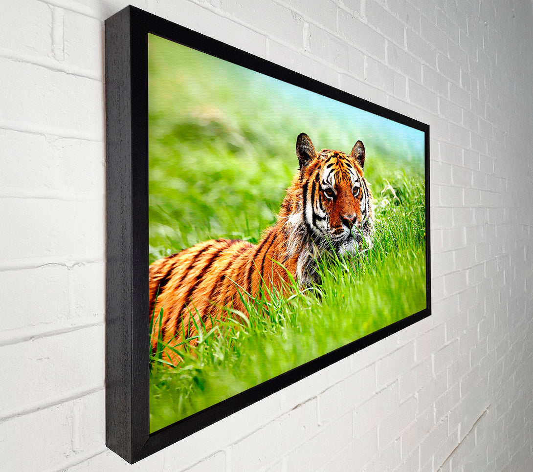  A Canvas Print of Amazing Siberian Tiger Canvas Art