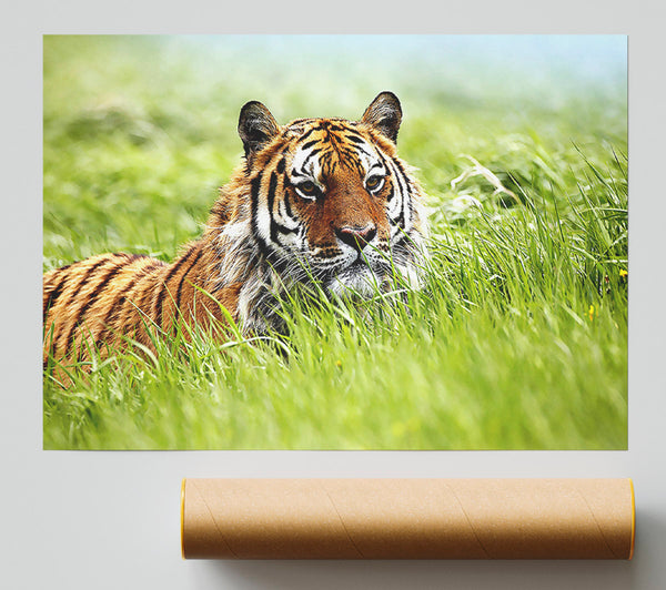 Amazing Siberian Tiger Giclee Print