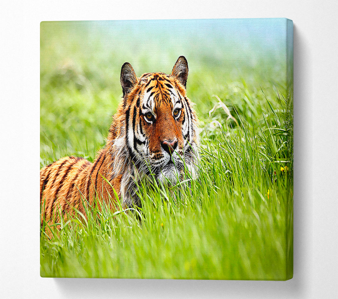  A Canvas Print of Amazing Siberian Tiger Canvas Art