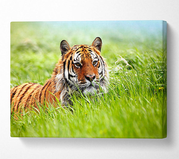  A Canvas Print of Amazing Siberian Tiger Canvas Art