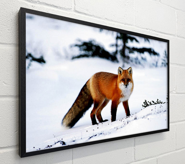 Arctic Fox In Snow