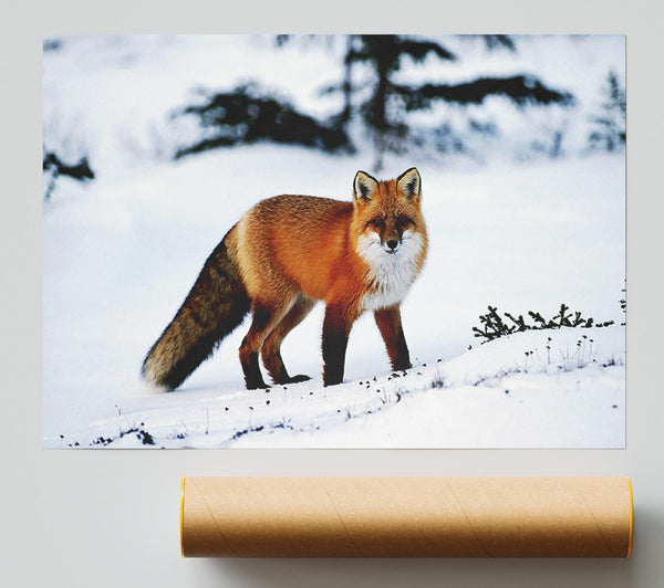 Arctic Fox In Snow Print